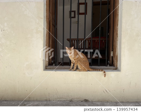A cat in a fashionable city A cat in a fashionable city 139957434