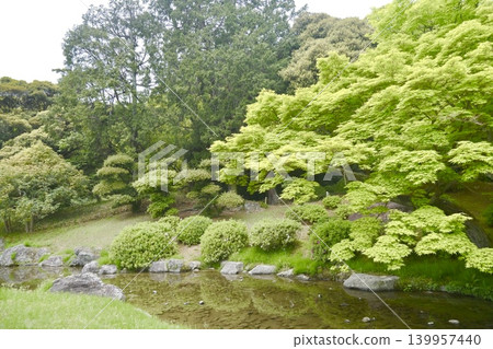 A beautiful early summer scene in a Japanese garden with fresh green maple leaves and a pond. A beautiful early summer scene in a Japanese garden with fresh green maple leaves and a pond. 139957440