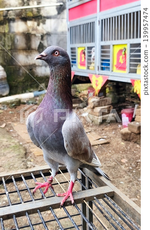 A gray dove stands tall on a birdcage. 139957474