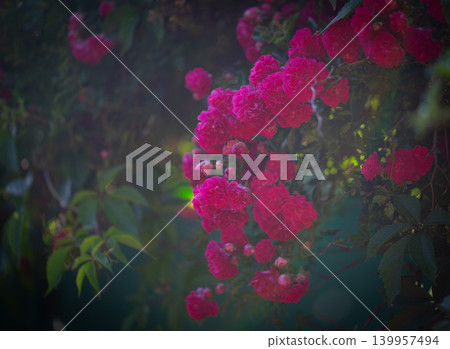 Dreamy clusters of pink roses in an enchanted garden with surreal lighting and deep shadows. Dreamy clusters of pink roses in an enchanted garden with surreal lighting and deep shadows. 139957494