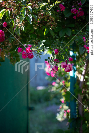 Vertical view of an open green gate under blooming pink rose bush. Vertical view of an open green gate under blooming pink rose bush. 139957495