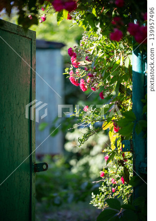 Conceptual background of an open vintage gate leading to a bright summer rose garden. Conceptual background of an open vintage gate leading to a bright summer rose garden. 139957496