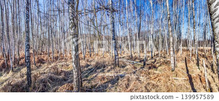 Birch forest landscape in winter sunlight Germany Birch forest landscape in winter sunlight Germany 139957589