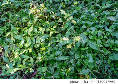 Lush Green and Variegated Ground Cover with Water Droplets Lush Green and Variegated Ground Cover with Water Droplets 139957669