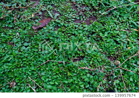Lush Green Ground Cover and Grass Texture Lush Green Ground Cover and Grass Texture 139957674