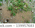Green Weeds and Wild Grass Growing on Sandy Gravel Ground 139957683
