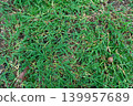 Small Snail Crawling on Green Grass Lawn 139957689