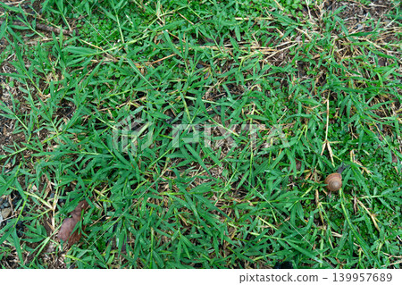 Small Snail Crawling on Green Grass Lawn Small Snail Crawling on Green Grass Lawn 139957689
