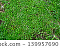 Lush Green Ground Cover Plant Texture 139957690