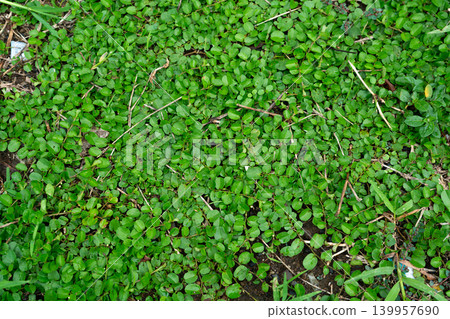 Lush Green Ground Cover Plant Texture 139957690