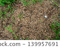 Natural Ground Texture with Sand, Pebbles, and Green Grass 139957691