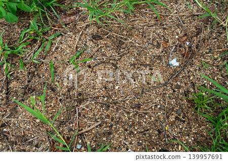 Natural Ground Texture with Sand, Pebbles, and Green Grass Natural Ground Texture with Sand, Pebbles, and Green Grass 139957691
