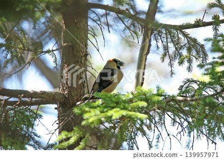 蠟嘴雀(Coccothraustes coccothraustes)-北海道的一種野生鳥類。 蠟嘴雀(Coccothraustes coccothraustes)-北海道的一種野生鳥類。 139957971