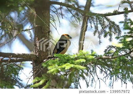 Hawfinch (Coccothraustes coccothraustes) - A wild bird of Hokkaido. 139957972