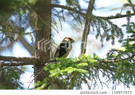 Hawfinch (Coccothraustes coccothraustes) - A wild bird of Hokkaido. 139957973