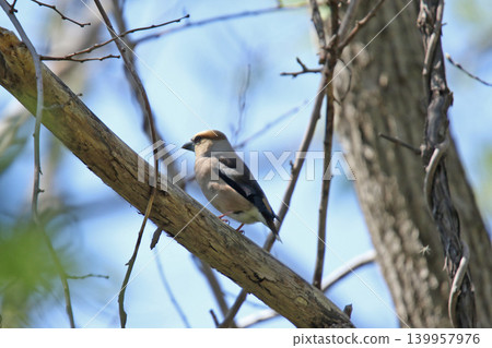 Hawfinch (Coccothraustes coccothraustes) - A wild bird of Hokkaido. Hawfinch (Coccothraustes coccothraustes) - A wild bird of Hokkaido. 139957976