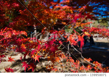 Bright red autumn leaves Bright red autumn leaves 139958071