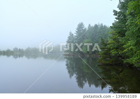 Forest wrapped in fog Forest wrapped in fog 139958189