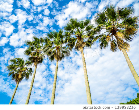 Palm trees along the Nichinan coast (near Nango, Nichinan City, Miyazaki Prefecture) Palm trees along the Nichinan coast (near Nango, Nichinan City, Miyazaki Prefecture) 139958236