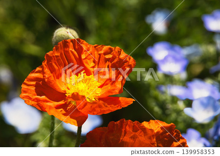 The poppy flowers are a vibrant orange color. 139958353