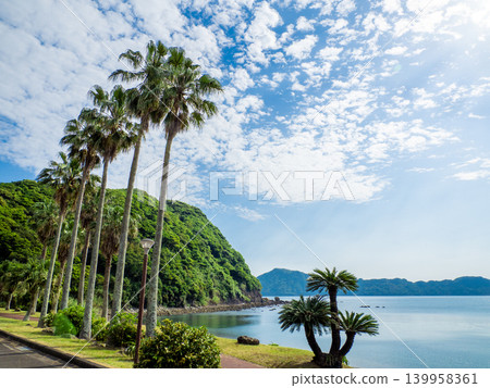 Palm trees along the Nichinan coast (near Nango, Nichinan City, Miyazaki Prefecture) Palm trees along the Nichinan coast (near Nango, Nichinan City, Miyazaki Prefecture) 139958361