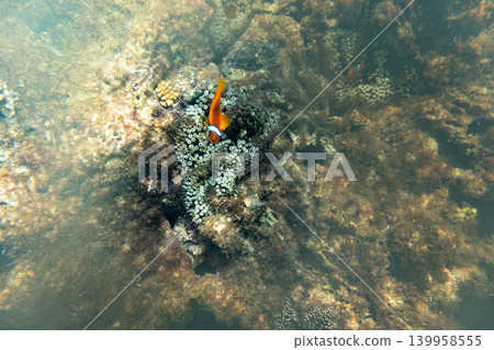 Clownfish living in symbiosis with sea anemones in the waters around Miyako Island Clownfish living in symbiosis with sea anemones in the waters around Miyako Island 139958555