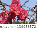 紅桃花 139958572