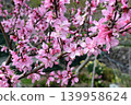 粉紅色的桃花 139958624