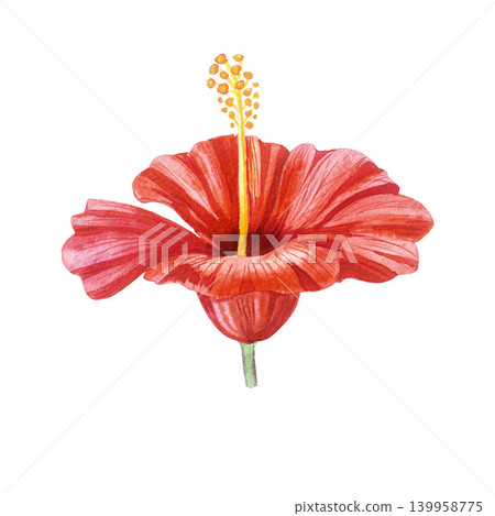 Red hibiscus flower isolated on white background. Watercolor botanical illustration. Realistic detailed drawing. Red hibiscus flower isolated on white background. Watercolor botanical illustration. Realistic detailed drawing. 139958775