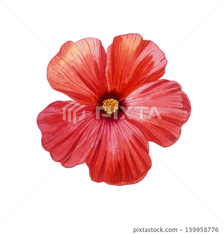 Red hibiscus flower. Watercolor botanical illusrtation isolated on white. Realistic detailed drawing. Red hibiscus flower. Watercolor botanical illusrtation isolated on white. Realistic detailed drawing. 139958776