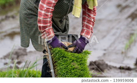 A scene of rice planting. 139959006