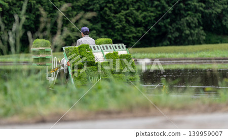 A scene of rice planting. A scene of rice planting. 139959007