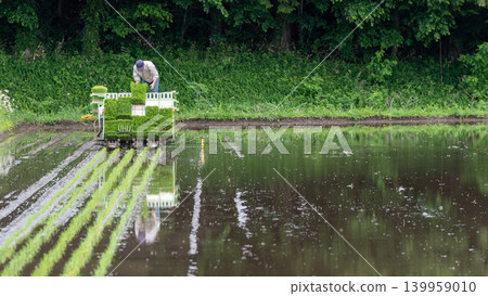 A scene of rice planting. A scene of rice planting. 139959010