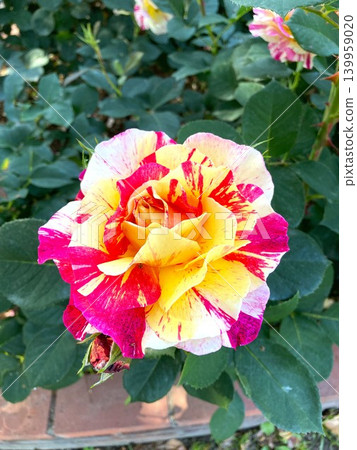 Roses with unique tie-dye patterns, no two are exactly alike. Roses with unique tie-dye patterns, no two are exactly alike. 139959020