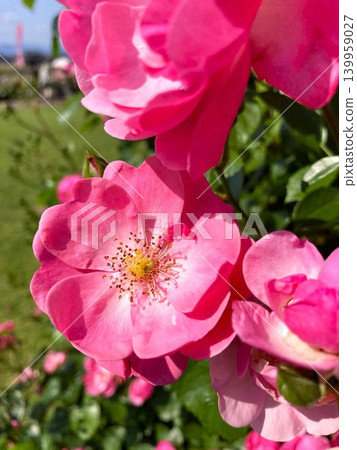A wild rose flower in full bloom A wild rose flower in full bloom 139959027