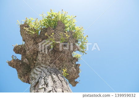 The trunk of an old tree stretches new shoots towards the blue sky. The trunk of an old tree stretches new shoots towards the blue sky. 139959032