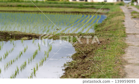 Rice planted in rice Rice planted in rice 139959095