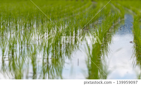 Rice planted in rice Rice planted in rice 139959097