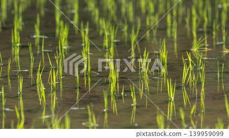 水稻種植的水稻 水稻種植的水稻 139959099