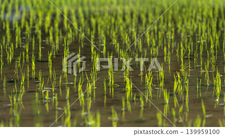 Rice planted in rice Rice planted in rice 139959100
