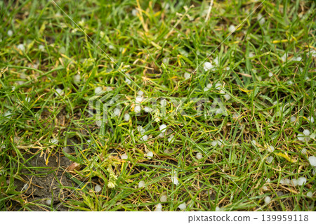 Hailstones on green grass after storm, extreme weather and climate change concept Hailstones on green grass after storm, extreme weather and climate change concept 139959118