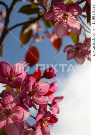 Pink apple blossoms blooming on tree branch against blue sky. Spring nature scenery in soft natural light. Floral background for greeting card, invitation design and season aesthetic concept photo. Pink apple blossoms blooming on tree branch against blue sky. Spring nature scenery in soft natural light. Floral background for greeting card, invitation design and season aesthetic concept photo. 139959158