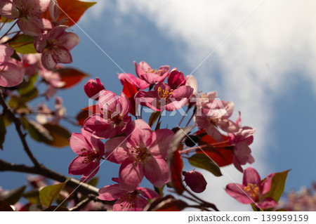 Pink cherry blossom flowers blooming on tree branch against blue sky. Spring nature background for greeting card. Low angle view of floral petals under bright natural daylight during morning time. Pink cherry blossom flowers blooming on tree branch against blue sky. Spring nature background for greeting card. Low angle view of floral petals under bright natural daylight during morning time. 139959159