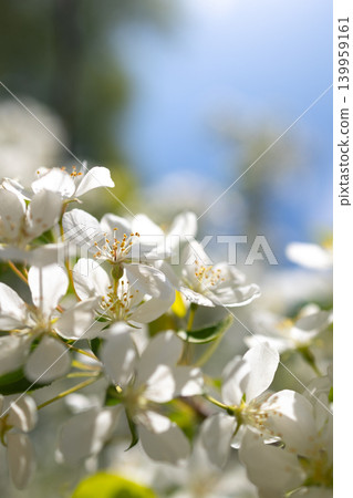 White apple blossoms blooming on tree branch against blue sky. Spring nature wallpaper. Floral composition for greeting card and wedding White apple blossoms blooming on tree branch against blue sky. Spring nature wallpaper. Floral composition for greeting card and wedding 139959161