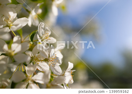 White apple tree blossom branch under bright sunlight. Springtime blooming nature background for greeting card. High angle shot with soft morning light and blurred blue sky, floral design concept. White apple tree blossom branch under bright sunlight. Springtime blooming nature background for greeting card. High angle shot with soft morning light and blurred blue sky, floral design concept. 139959162