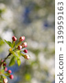 Apple tree blossom with pink buds on tree branch. Shallow depth of field spring floral background. Soft daylight scene with natural bokeh for greeting card, invitation design and season greeting. 139959163