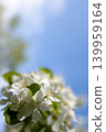 Blooming apple tree branch with white flowers against clear blue sky. Spring nature background with soft sunlight. Close-up vertical shot of botanical growth for seasonal card or floral invitation. 139959164