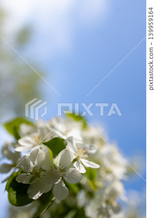 Blooming apple tree branch with white flowers against clear blue sky. Spring nature background with soft sunlight. Close-up vertical shot of botanical growth for seasonal card or floral invitation. Blooming apple tree branch with white flowers against clear blue sky. Spring nature background with soft sunlight. Close-up vertical shot of botanical growth for seasonal card or floral invitation. 139959164
