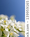 White cherry blossom flowers against clear blue sky. Macro photography of spring bloom with soft light. Floral background for greeting card design and nature 139959165