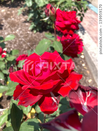 一朵絢麗的紅玫瑰 一朵絢麗的紅玫瑰 139959170